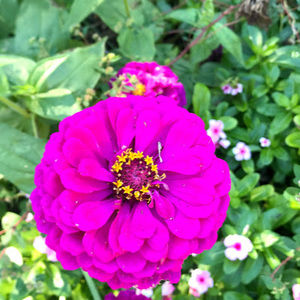 Meet your Posher, Krista